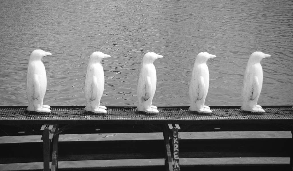 Plastic penguins all looking the same in a row