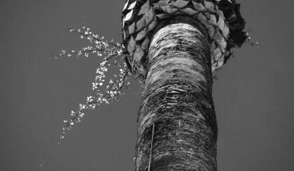 Palme ohne Palmenblätter, eine andere Pflanze sprießt aus der toten Palme hervor - als Illustration eines Abenteuers