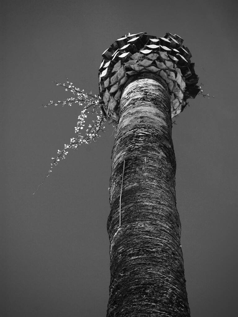 Palme ohne Palmenblätter, eine andere Pflanze sprießt aus der toten Palme hervor - als Illustration eines Abenteuers